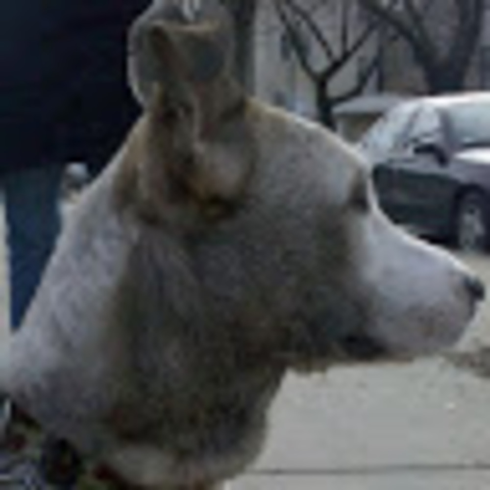 Meet your Posher, Roxanne